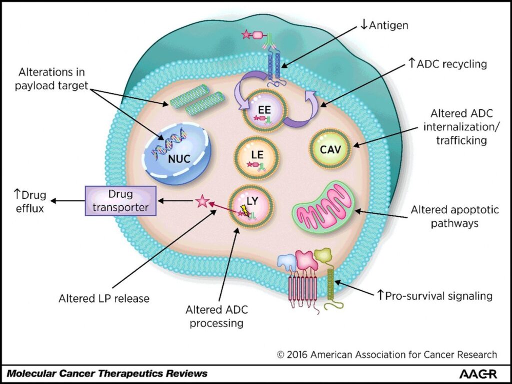 A controlled detonation: Targeted antibody drug conjugates (ADCs) for ...